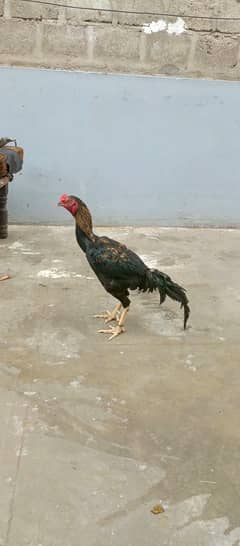 Aseel