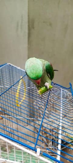 Raw parrots not pair single male and female