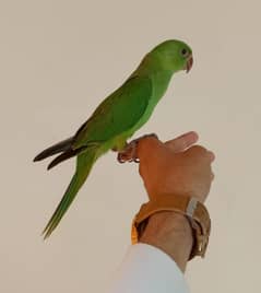 hand