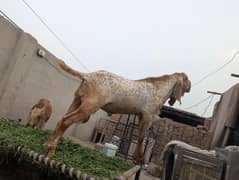 Makhii Cheeni 6 Dant