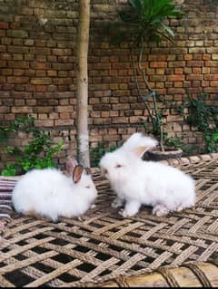 Pair English Angora Female | California Angora Male Pair