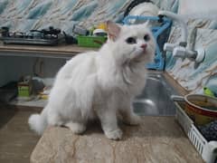 PERSIAN WHITE CAT TRIPPLE COAT
