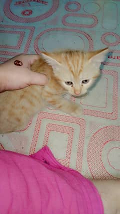 Persian