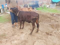 desi wache hai achi height or lenght hai 03096560608