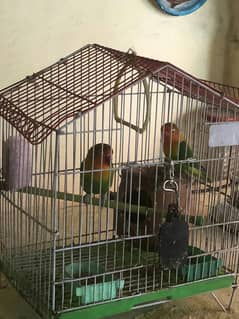 Pair Of Lovebirds For Sale