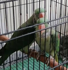 Raw parrot chchiksFor sale