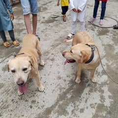 lebra dog male and female