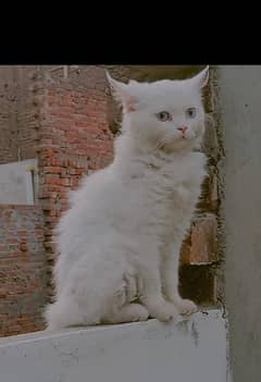 Cat pair white fur