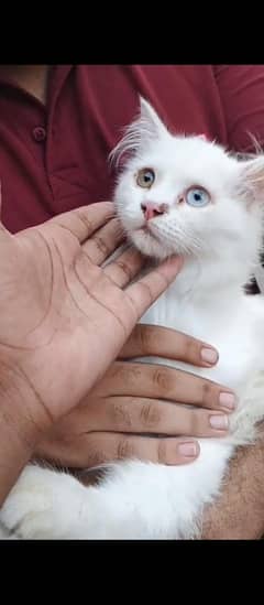 Persian Male  Cat For Sale Age 6 Months