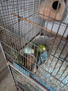 Australian budgies