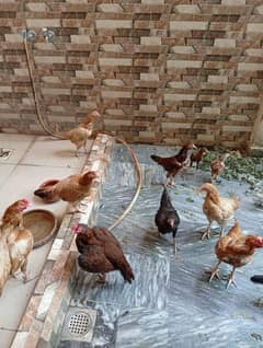 Aseel hens