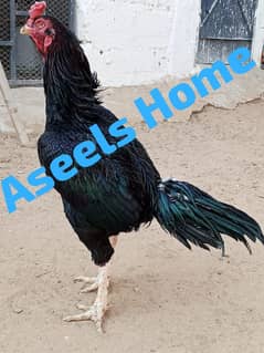 Mushka Aseels Chicks