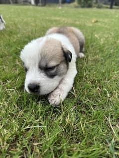 alabai puppies for sale