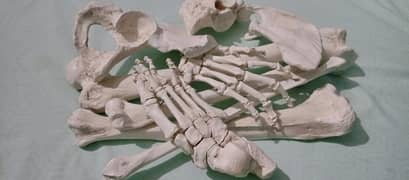 Human Bones set