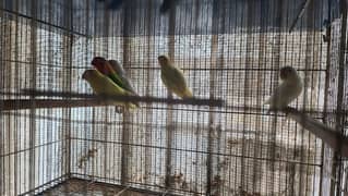 LOVEBIRD SETUP FOR SALE