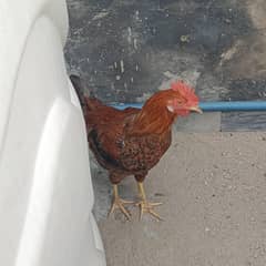 Desi Murghi Aur Murgha for sale