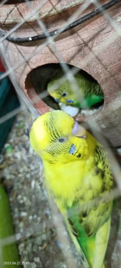Australian parrots red eyes+ black eyes + zebra Finch breeder pair