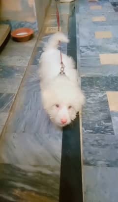 Poodle male pup for sale in faisalabad