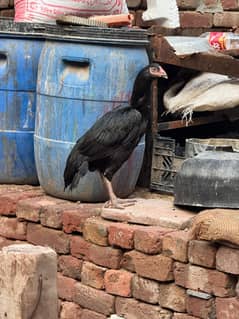 aseel mushka black male patha