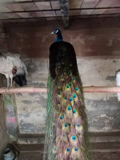 peacock