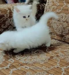 Persian cat As a pet