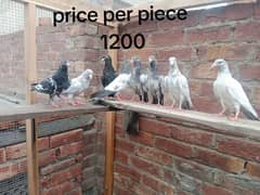 Breeder