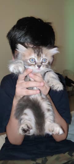Persian cats