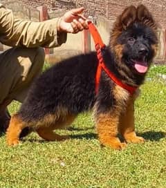 German Shepherd puppies