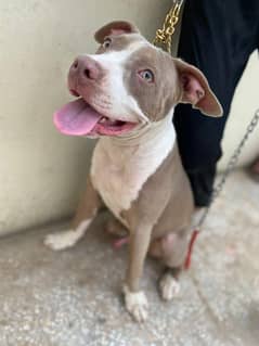 Pitbull Male Puppy for Sale