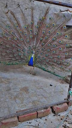 peacock