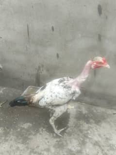 English aseel ager 05Mha i