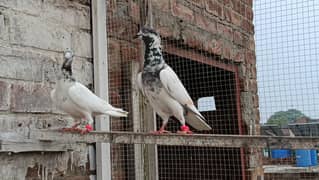 Sialkoti Bateria Resulted Pair