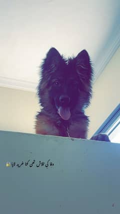 German