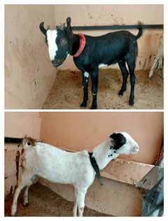 Teddy baby goats available!