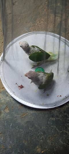 green parrot  child