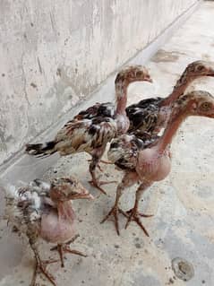 chicks for sale