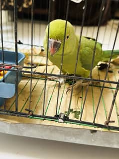 Green parrots
