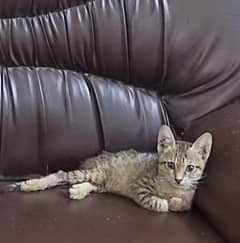 Disabled kitten for adoption