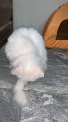 Persian cat female  triple coat
