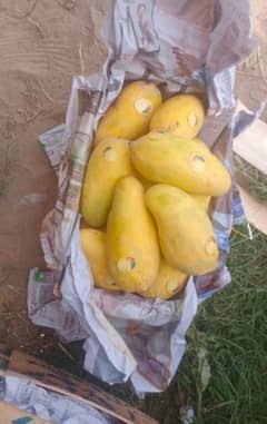 Export Quality Sindhri and Chaunsa Mangoes Available on Organic Bite