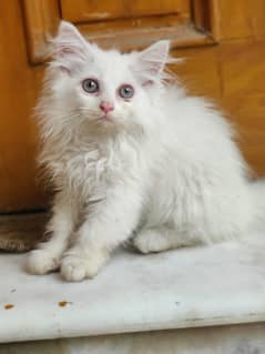 Persian kittens |Doll Face |Triple Coated |fluffy |Cute kittens |Cat