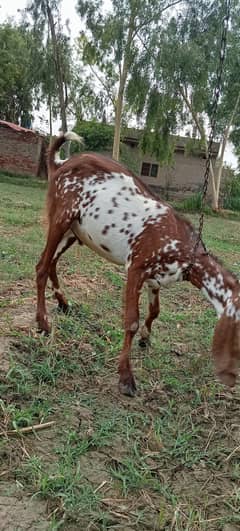 Bakra