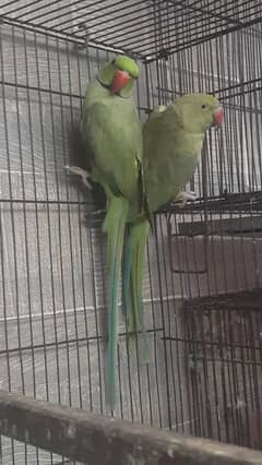 green ringneck breeder pair for sale | RS:13999