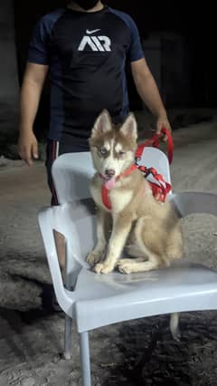 husky