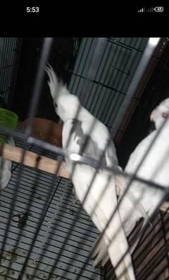 Eno cocktiel/v pied