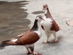 sherazi pair with A chick
