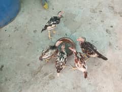 Aseel chicks For sale