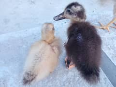 3_4 months ducks
