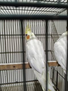 coctail breader pair for sale