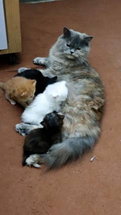 female cat with 4 kittens . total 5 hain